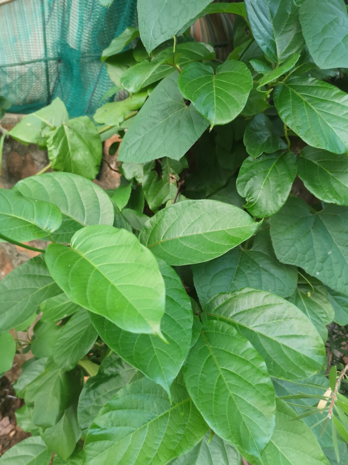 Orphan species: African Ginseng — SA Smallholder