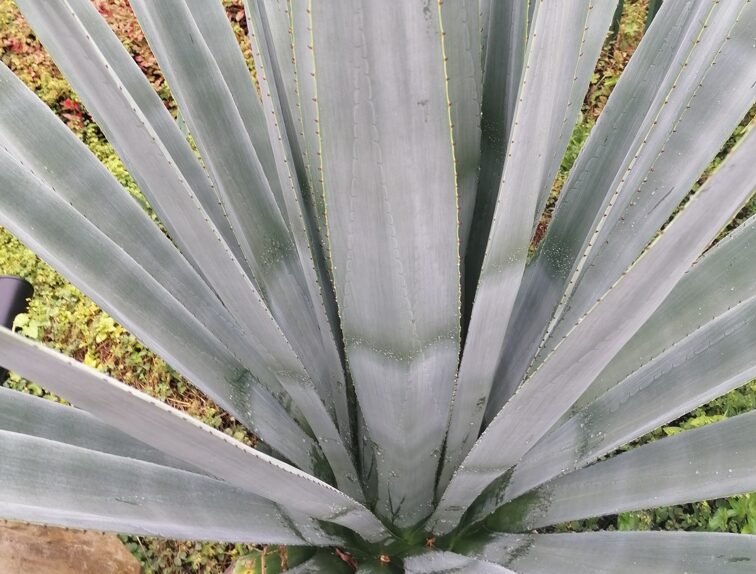 True blue agave