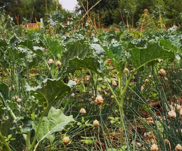 Orphan crops: The kale family