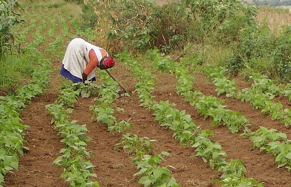 Africa’s smallholders face common problems