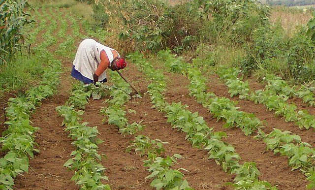 Africa’s smallholders face common problems